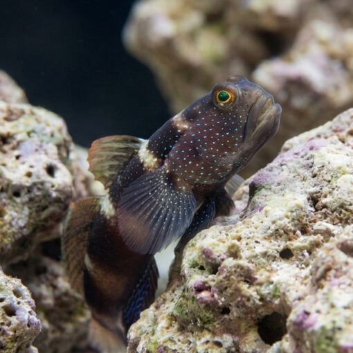 Blue Fin Watchman Goby - Image 5