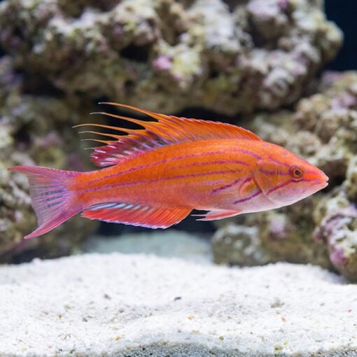 Blue Flasher Wrasse