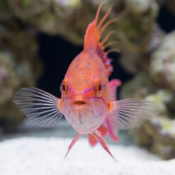 Alternative view of Blue Flasher Wrasse