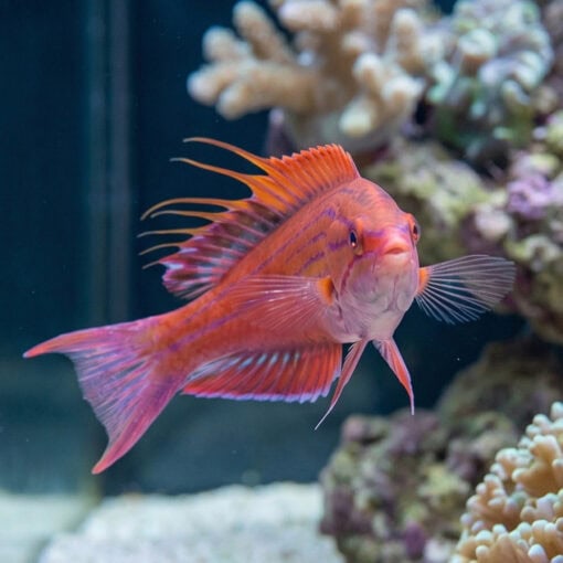 Blue Flasher Wrasse - Image 3