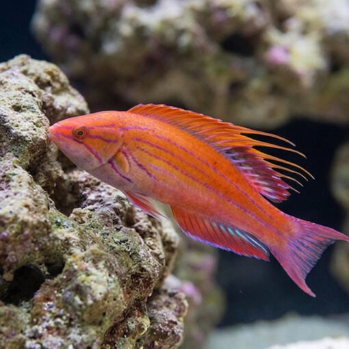 Blue Flasher Wrasse - Image 4