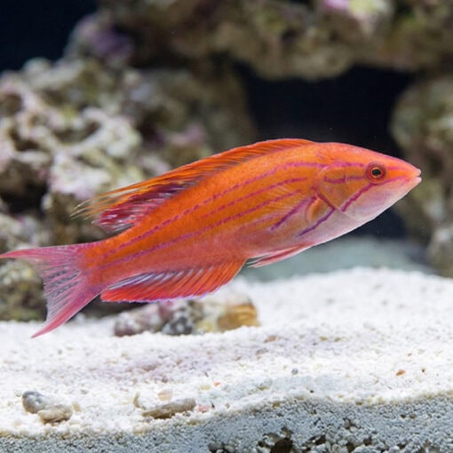 Blue Flasher Wrasse - Image 5