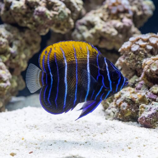 Majestic Angelfish - Image 3