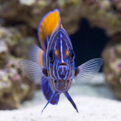 Alternative view of Majestic Angelfish
