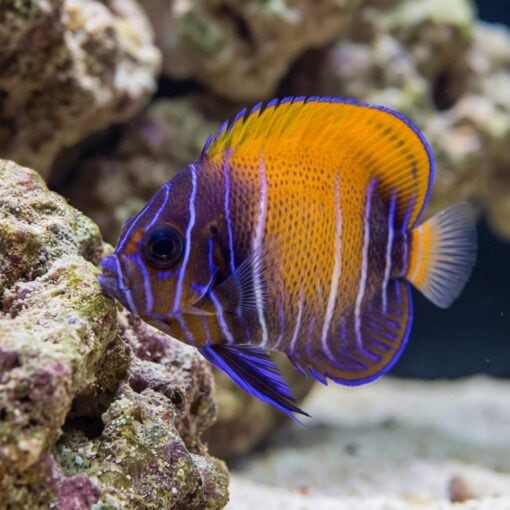 Majestic Angelfish - Image 4
