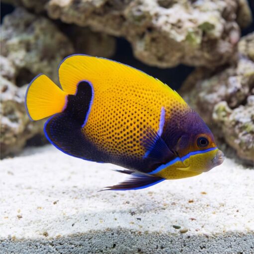 Majestic Angelfish - Image 5