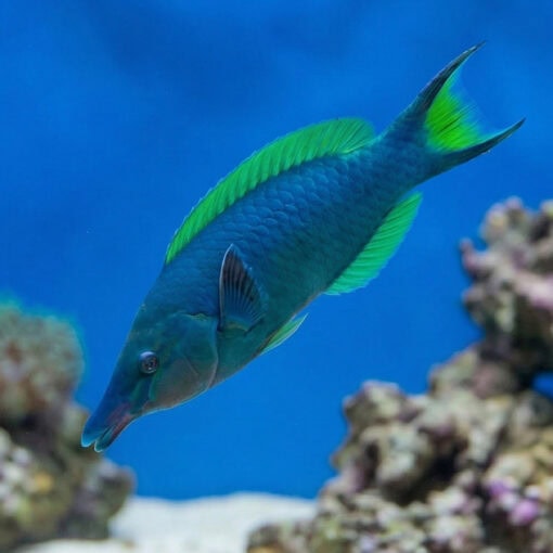 Blue/Green Bird Wrasse - Image 2