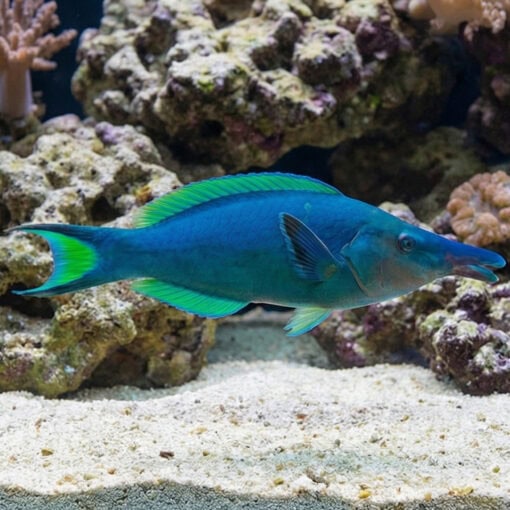 Blue/Green Bird Wrasse - Image 3