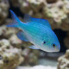 Blue Green Chromis