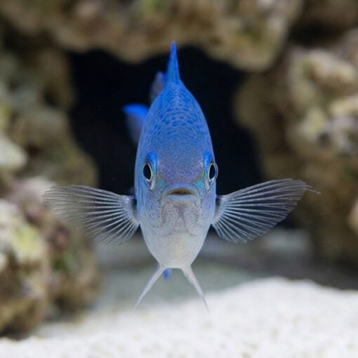 Blue Green Chromis - Image 2