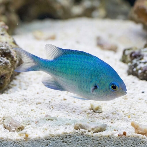Blue Green Chromis - Image 3