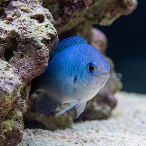 Blue Green Chromis - Image 4