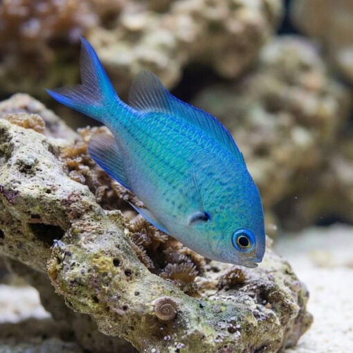 Blue Green Chromis - Image 5