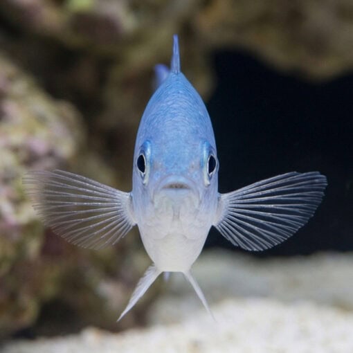 Green Chromis - Image 2