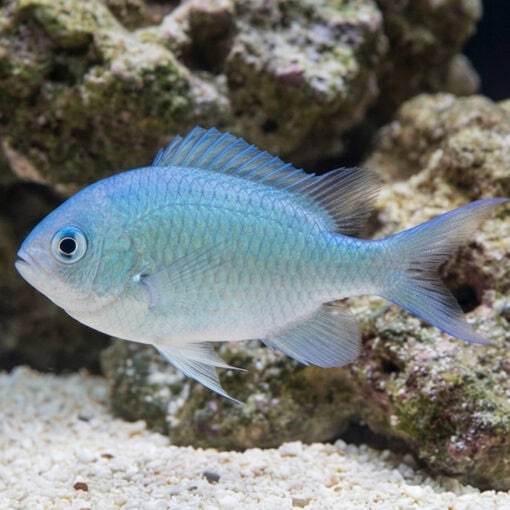 Green Chromis - Image 3