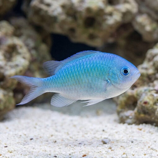 Green Chromis - Image 4