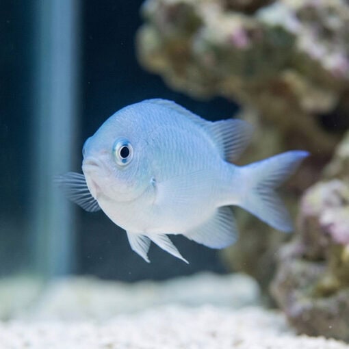 Green Chromis - Image 5