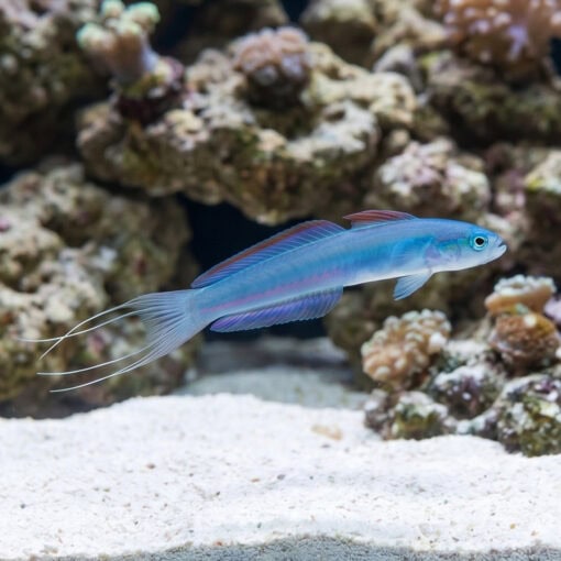 Blue Gudgeon Dartfish: Lyretail