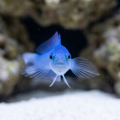 Alternative view of Spot Tail Dartfish