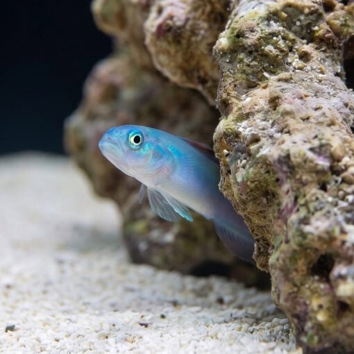 Blue Gudgeon Dartfish: Lyretail - Image 2