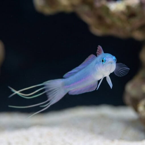 Blue Gudgeon Dartfish: Lyretail - Image 3