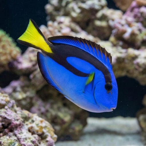 Blue Hippo Tang
