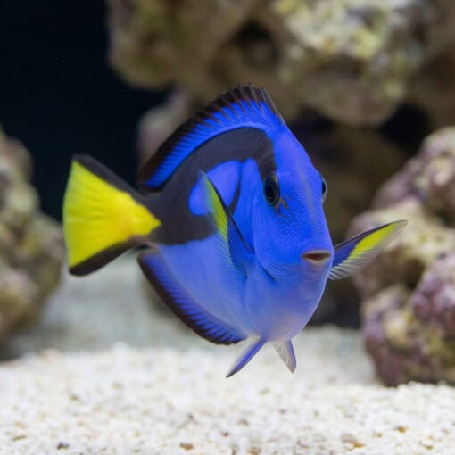 Blue Hippo Tang - Image 2