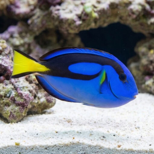 Blue Hippo Tang - Image 3