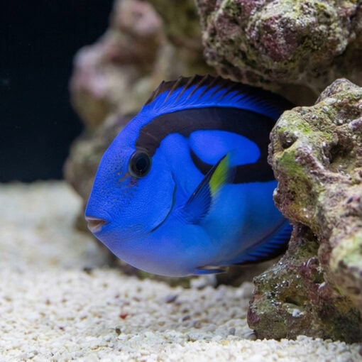 Blue Hippo Tang - Image 4