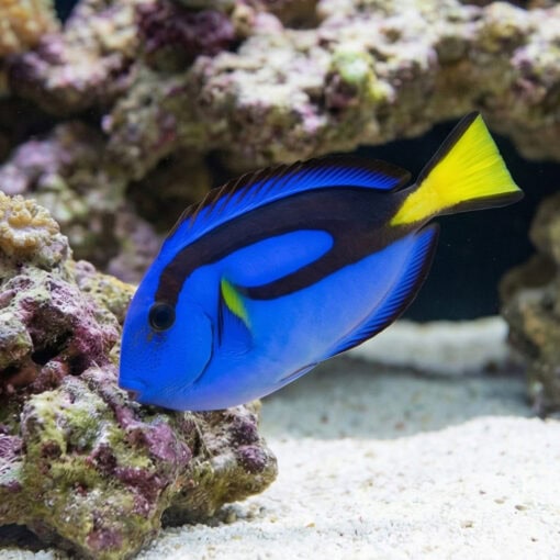 Blue Hippo Tang - Image 5