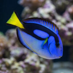 Blue Hippo Tang Yellow Belly
