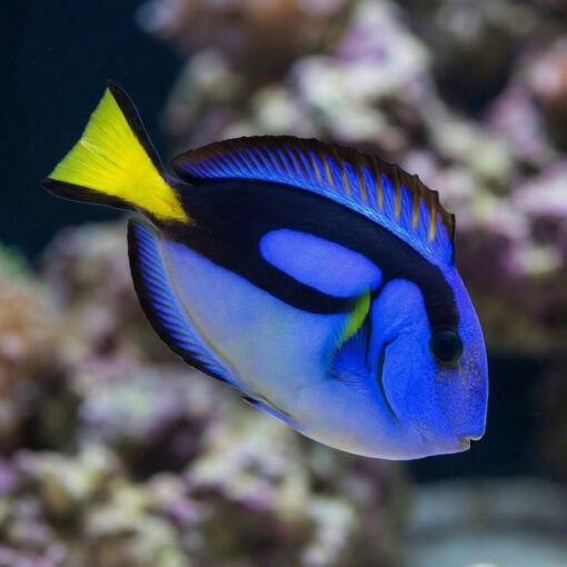 Blue Hippo Tang Yellow Belly