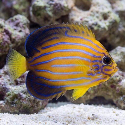 Blue Line Angelfish