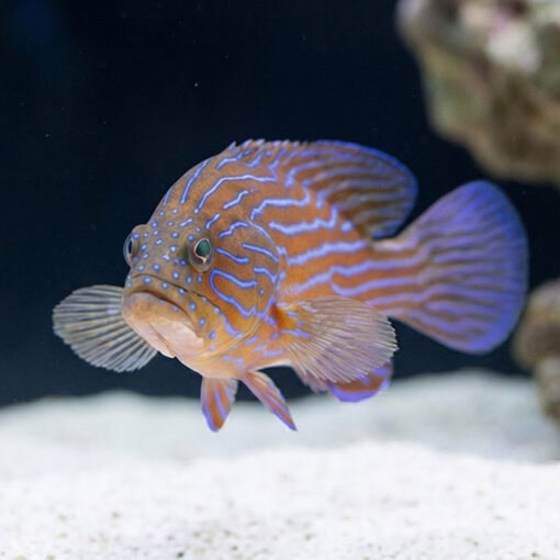 Boenacki (Blueline) Grouper - Image 2