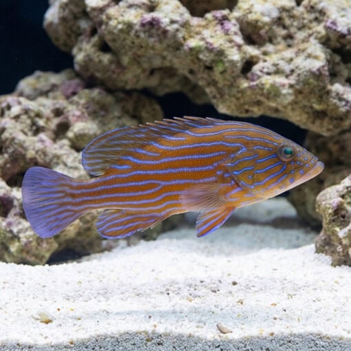 Boenacki (Blueline) Grouper - Image 3