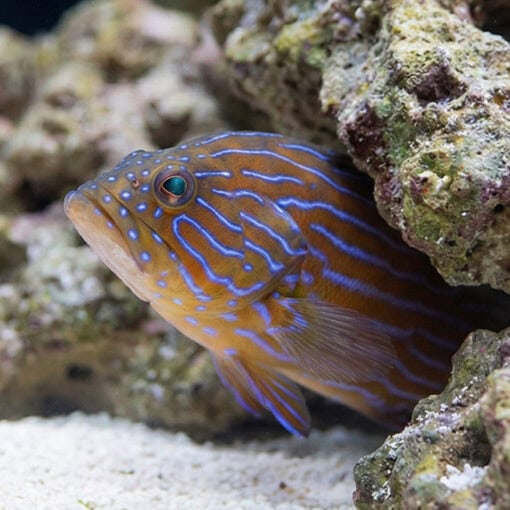Boenacki (Blueline) Grouper - Image 4