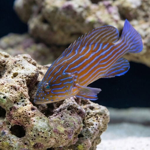 Boenacki (Blueline) Grouper - Image 5