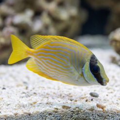 Blue Lined Rabbitfish