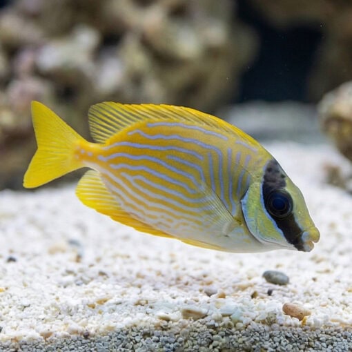 Blue Lined Rabbitfish