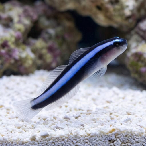 Blue Neon Goby