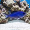 Blue Reef Chromis