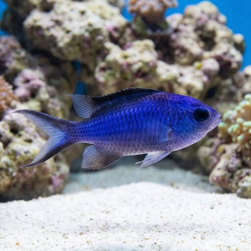 Blue Reef Chromis