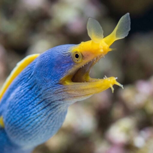 Ribbon Eel - Image 2