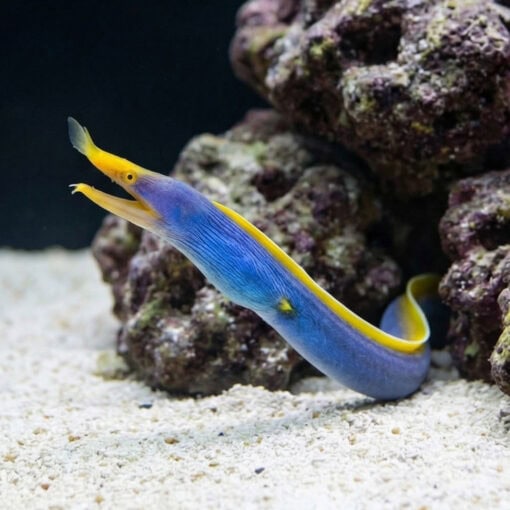 Ribbon Eel - Image 3