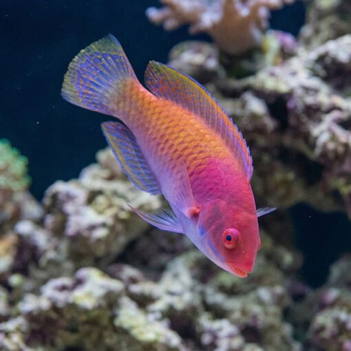Blue Sided Fairy Wrasse