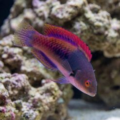 Blue Sided Fairy Wrasse