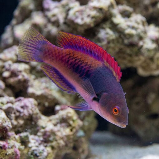 Blue Sided Fairy Wrasse