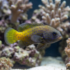 Blue Spot Grouper
