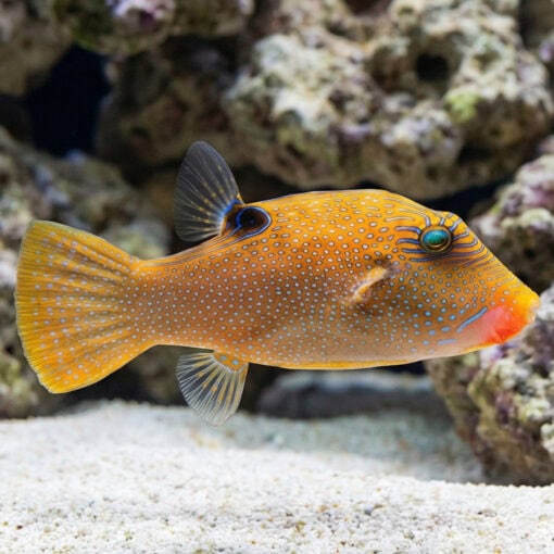 Blue Spot Puffer