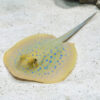 Blue Spot Stingray